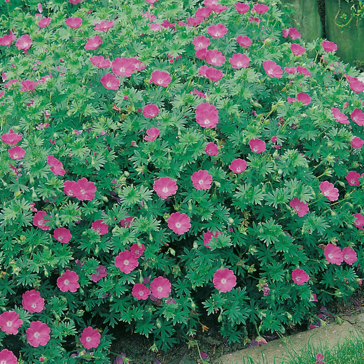 Blodnäva Geranium Sanguineum