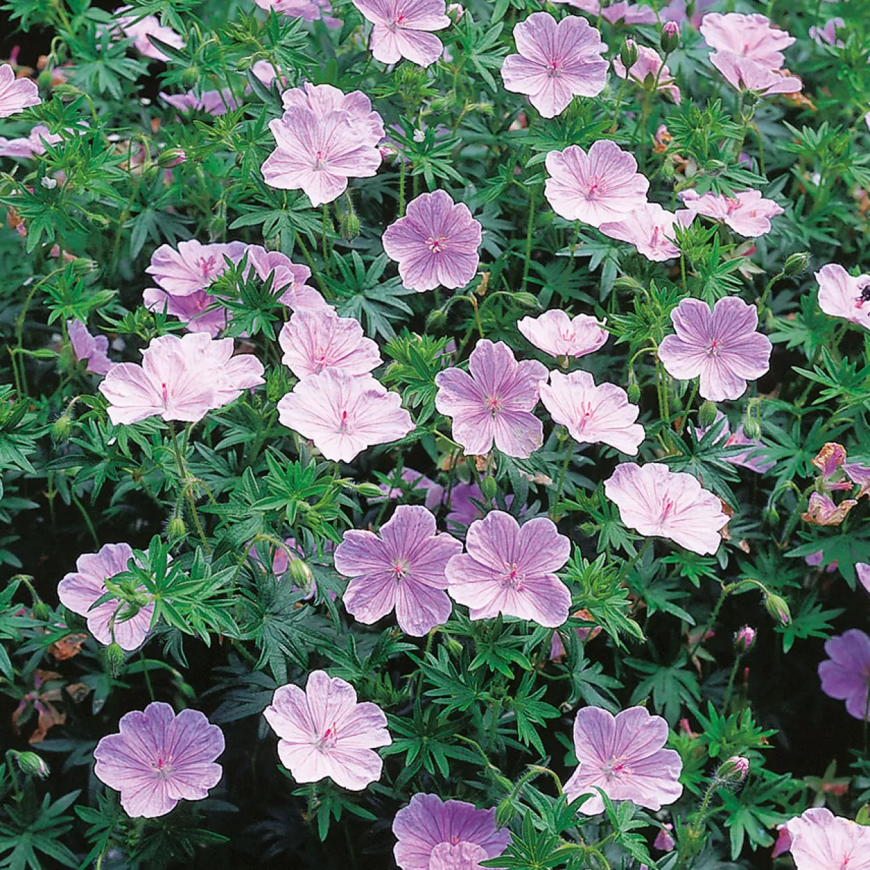 Blodnäva Apfelblüte
