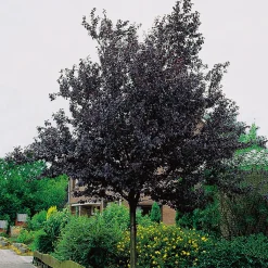 Blodplommon Prunus cerasifera 100-120 cm