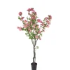 Bougainvillea