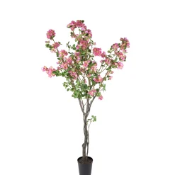 Bougainvillea