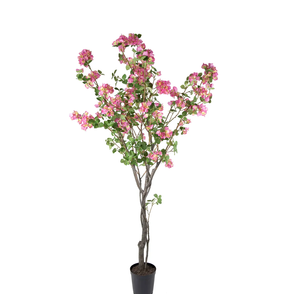 Bougainvillea