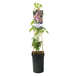 Broughton Star 40-60 cm