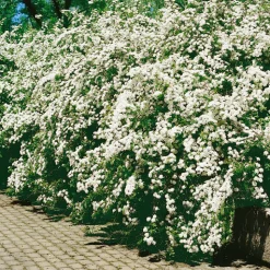 Bukettspirea 50-80 cm
