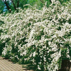 Bukettspirea 80-100 cm