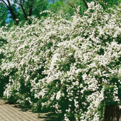 Bukettspirea 30-50cm Krukodlade