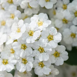 Bukettspirea 30-50cm Krukodlade