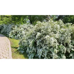 Bukettspirea 30-50cm Krukodlade