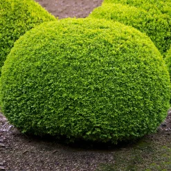 Buxbom