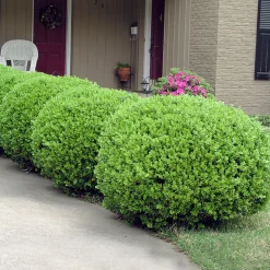 Buxbom Buxus Microphylla Faulkner 15-20 cm