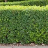 Buxbom Buxus Sempervirens 15-20 cm