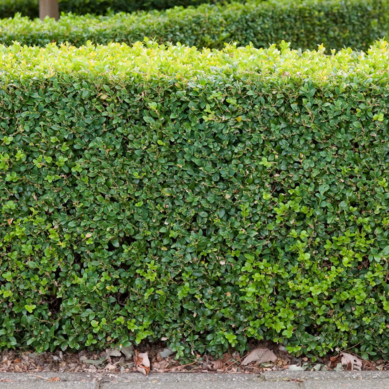 Buxbom Buxus Sempervirens 15-20 cm