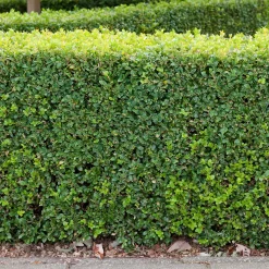(Buxus Sempervirens) 30-40 cm