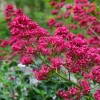 Centranthus Ruber Coccineus