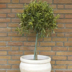 50-60 cm