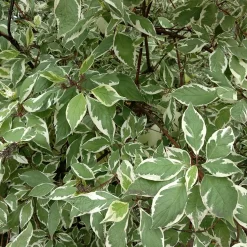 30-50 cm