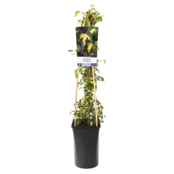 40-60 cm