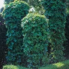 40-60 cm