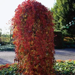 40-60 cm