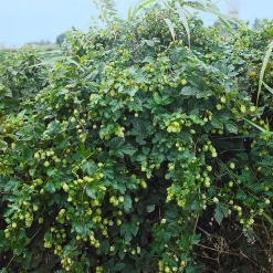 10-80 cm