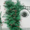 40-60 cm
