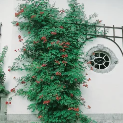 40-60 cm