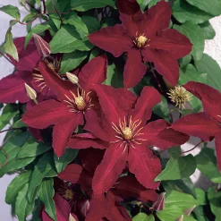 40-60 cm