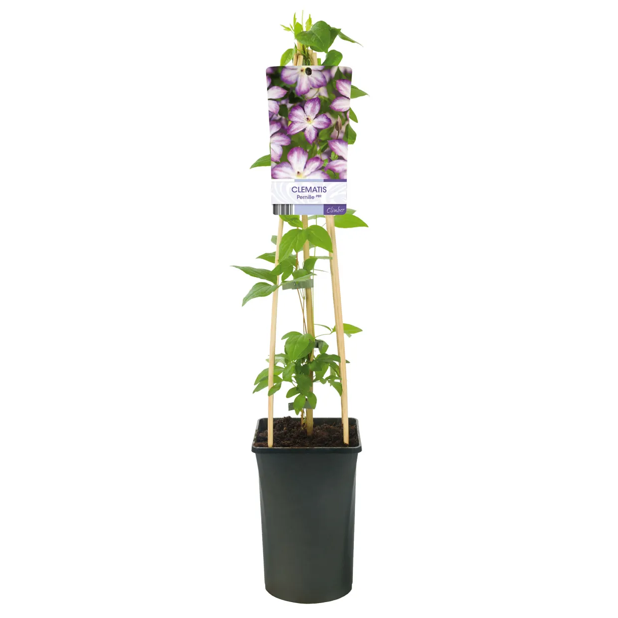 40-60 cm