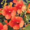 40-60 cm
