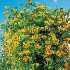 40-60 cm