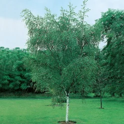 60-100 cm