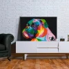 Colourful Boxer