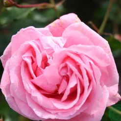 Coral Dawn