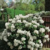 Cunningham's White