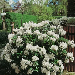 Cunningham's White