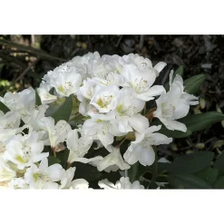 Cunningham's White