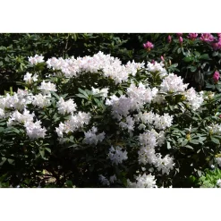Cunningham's White