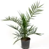 Dadelpalm Omnia Garden  Bygghemma.se