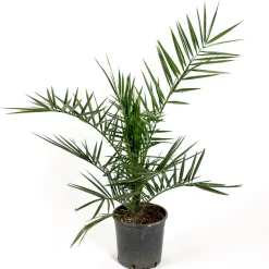 Dadelpalm Omnia Garden  Bygghemma.se