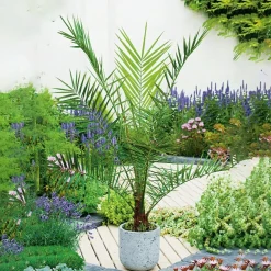 Dadelpalm Omnia Garden  Bygghemma.se
