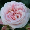 Dronning Margrethe