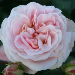 Dronning Margrethe