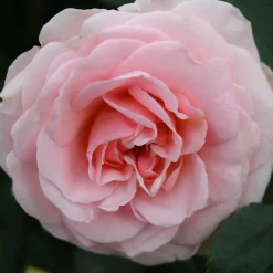 Dronning Margrethe