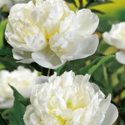 Duchesse De Nemours
