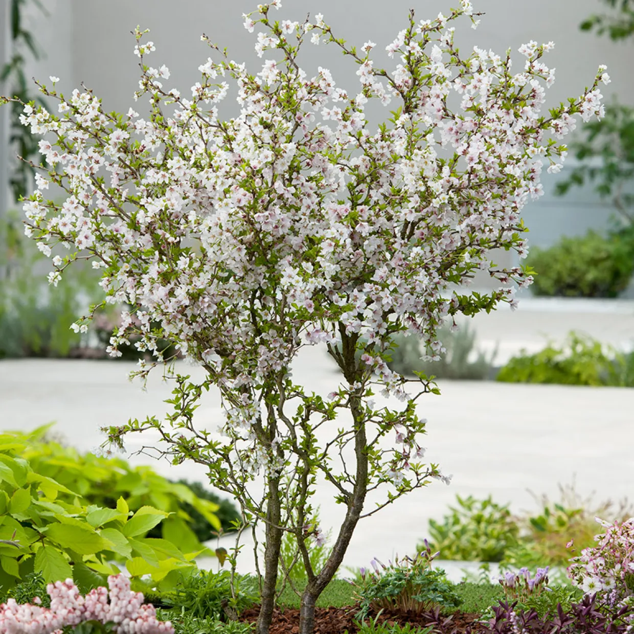 Dvärgkörsbär Kojou-no-mai 60 cm - Vit Blomning