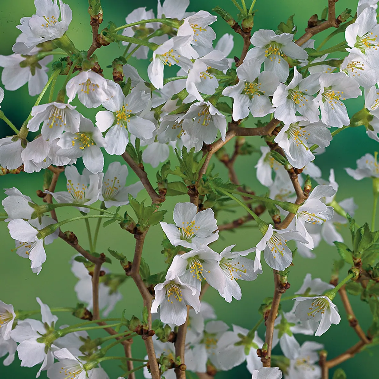Dvärgkörsbär Kojou-no-mai 60 cm - Vit Blomning