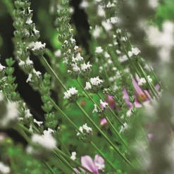 Edelweiss