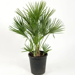 Europeisk Dvärgpalm Omnia Garden
