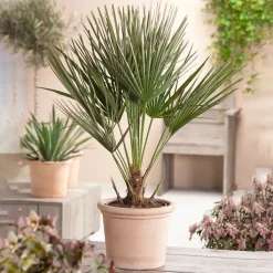 Europeisk Dvärgpalm Omnia Garden