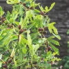 Ficus Carica Little Miss Figgy